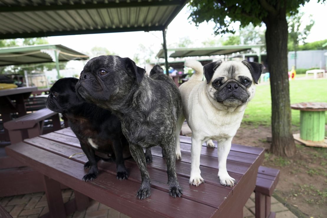 Pug life: A woman from South Africa has saved over 2,500 of these charming “clowns of the canine world.”