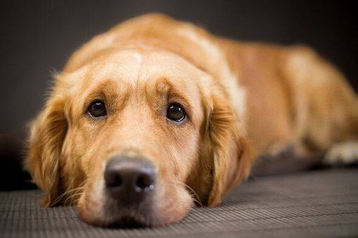 An expert reveals the longest duration you should leave your dog alone at home.