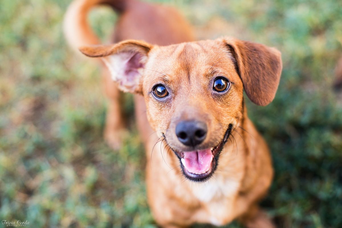 Can Your Dog Smile? Exploring the Delightful World of Canine Expressions - Capturing the Perfect Dog Smile