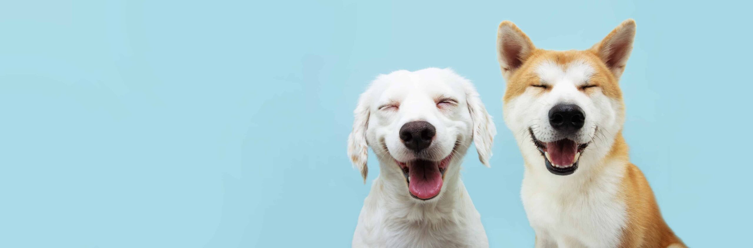 Can Your Dog Smile? Exploring the Delightful World of Canine Expressions - Conclusion