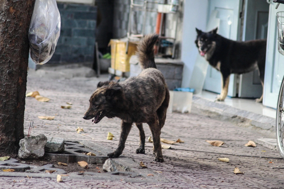 Dog meat seller dies of rabies after dog bite in Vietnam’s Central Highlands