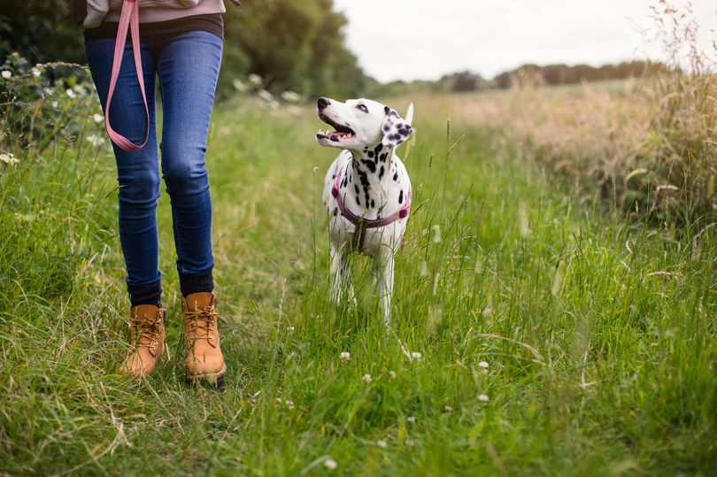 The Hidden Risks of Outdoor Plants for Dogs