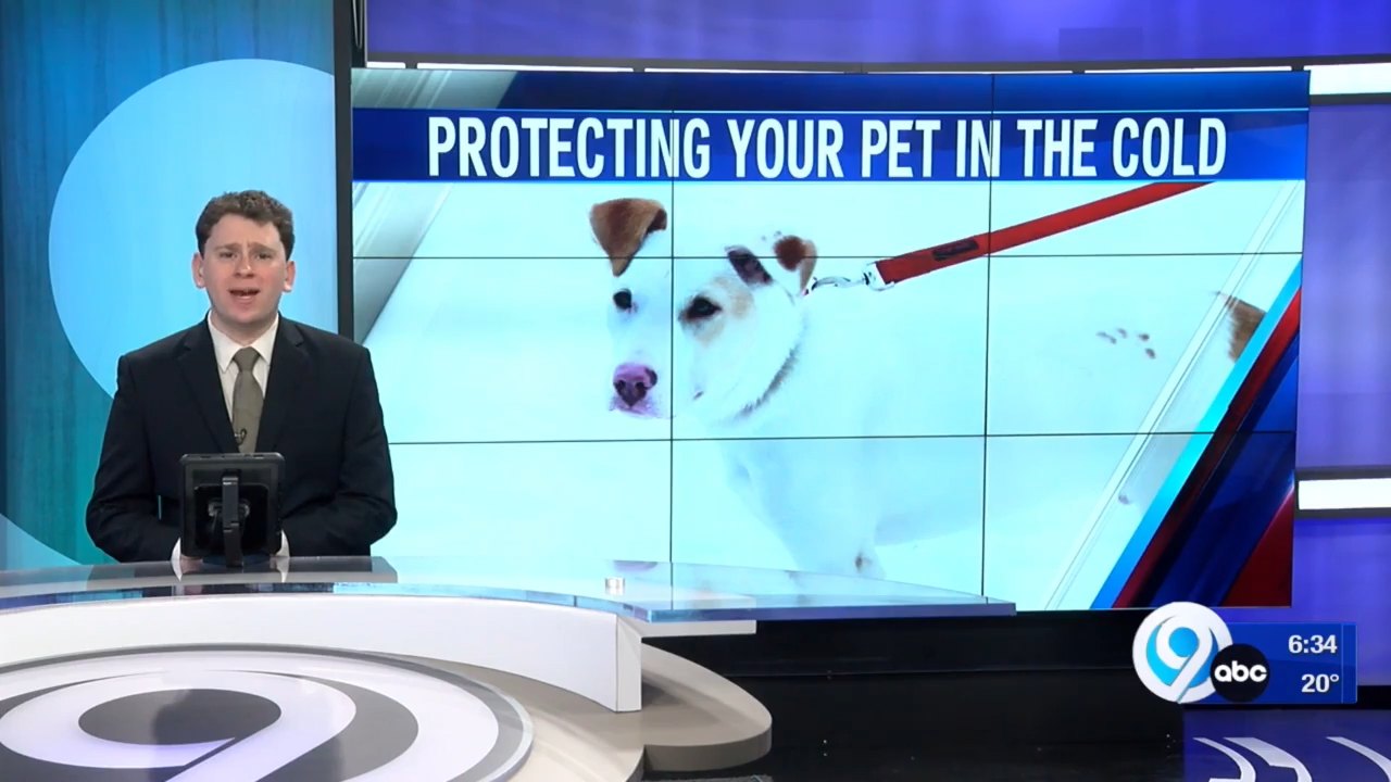 Keeping Your Dog Safe and Active During Winter