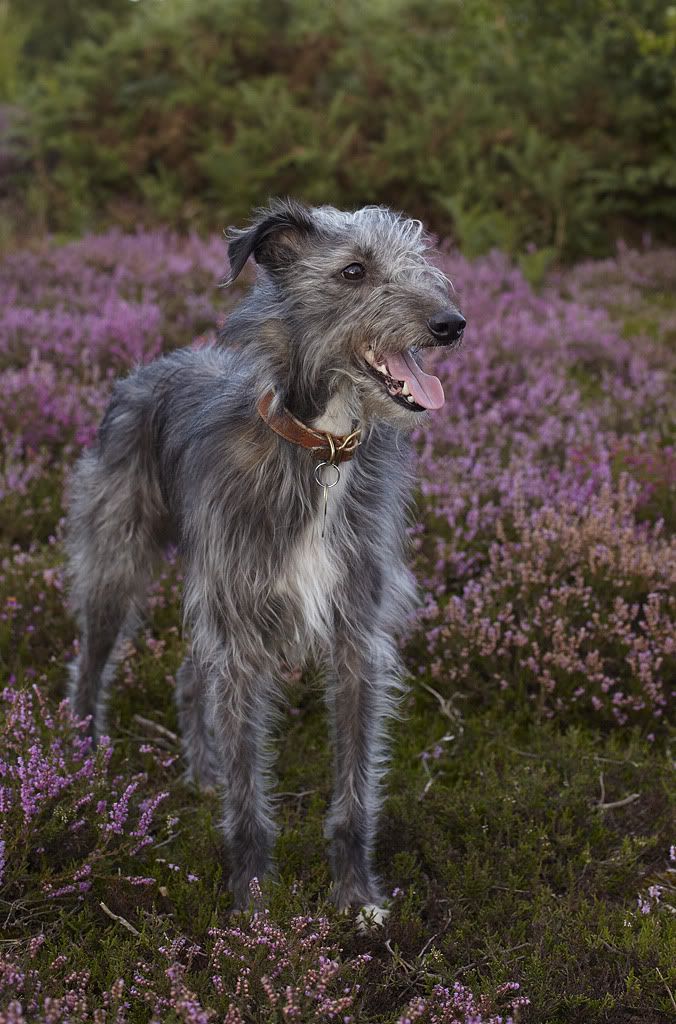 The Ultimate Guide to Bedlington Whippet Cross: Temperament, Health, and More! The Ultimate Guide to Bedlington Whippet Cross: Temperament, Health, and More!