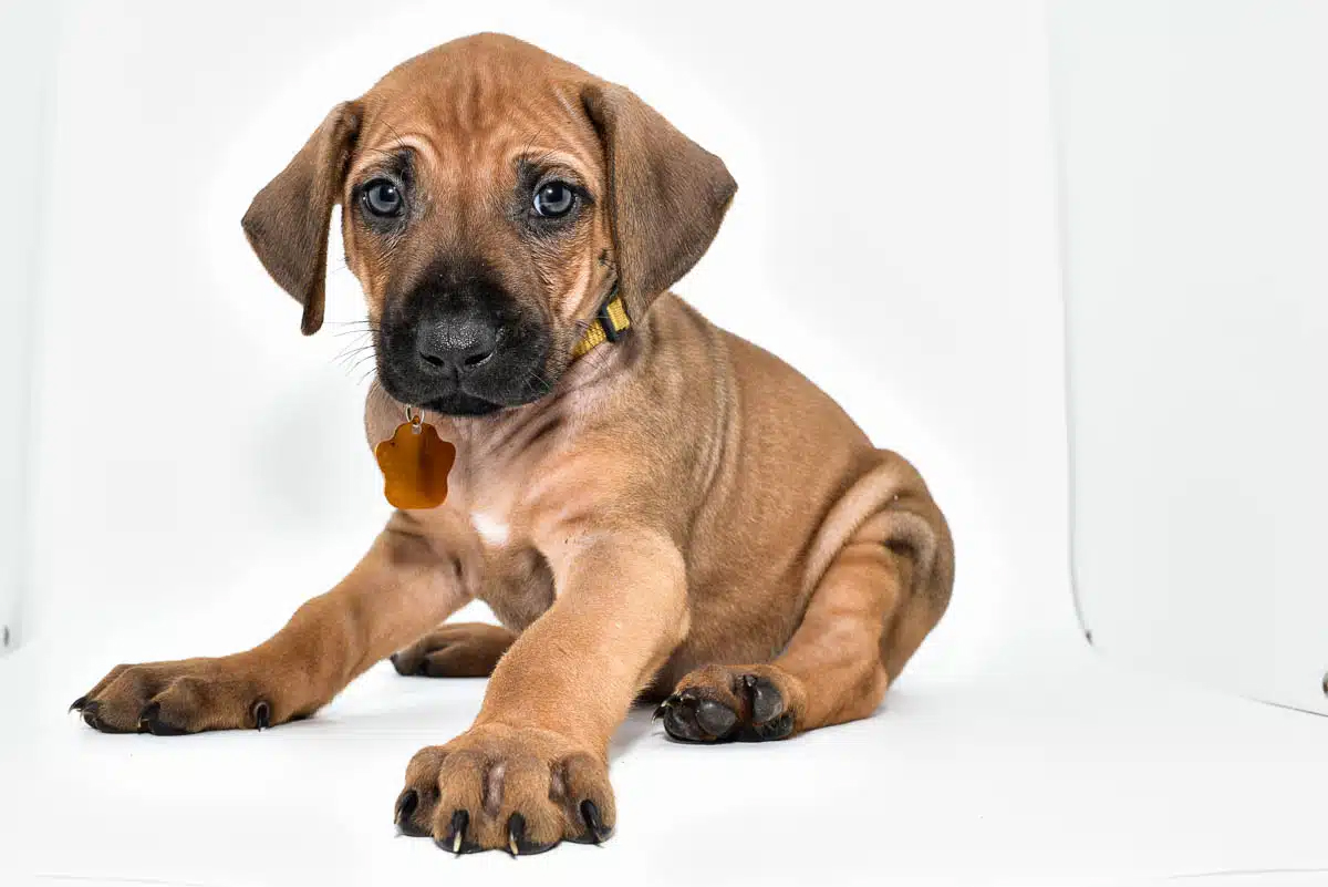 Your Ultimate Guide to Finding Rhodesian Ridgeback Puppies and Breeders Your Ultimate Guide to Finding Rhodesian Ridgeback Puppies and Breeders