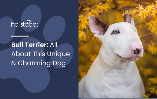 Top Tips for Finding Reputable American Bull Terrier Breeders Top Tips for Finding Reputable American Bull Terrier Breeders