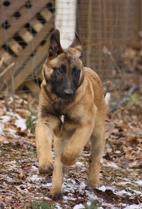 Discover the Energetic Charm of Pastor Belga Malinois Puppies for Sale! Discover the Energetic Charm of Pastor Belga Malinois Puppies for Sale!
