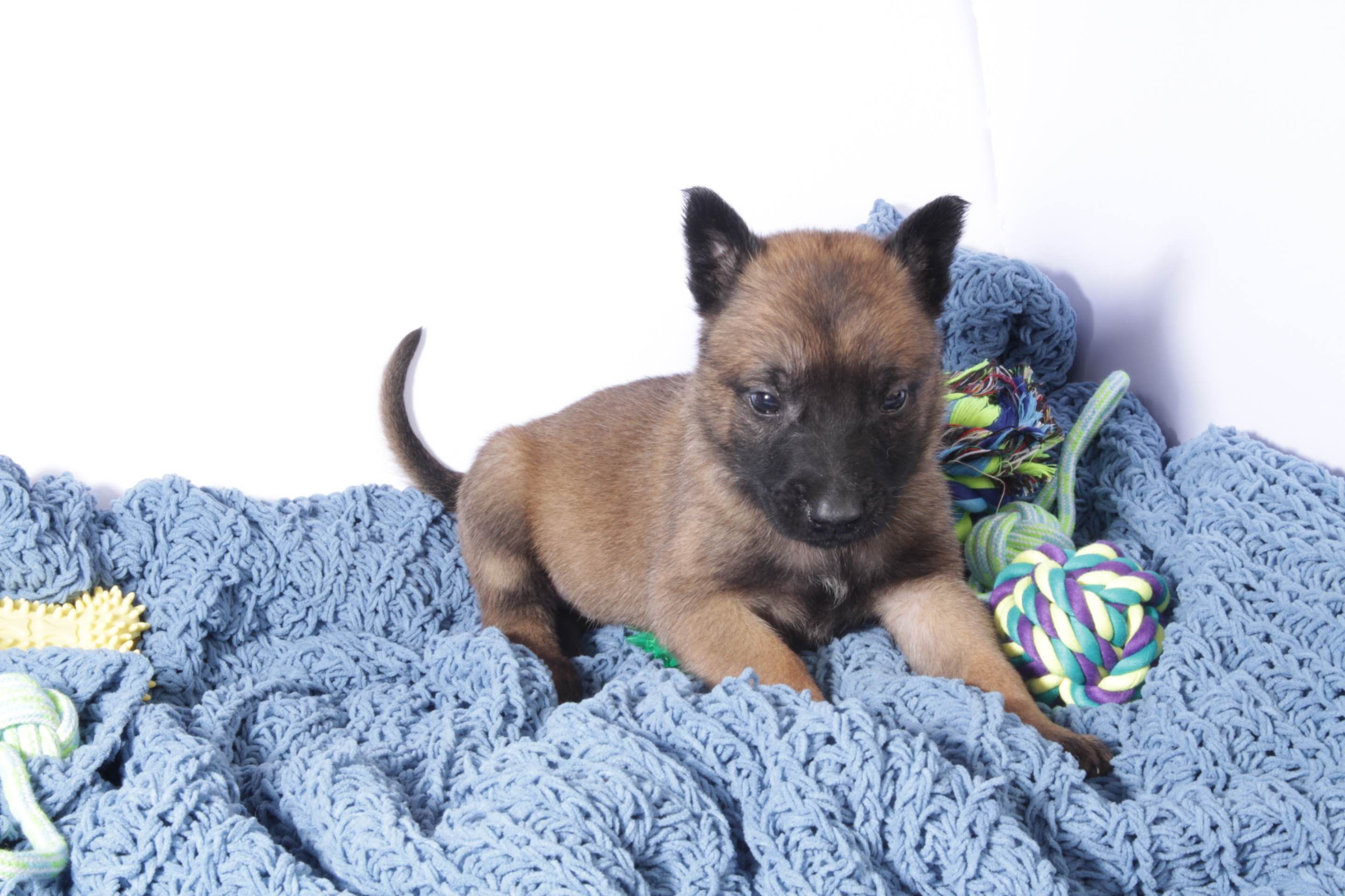 Discover the Energetic Charm of Pastor Belga Malinois Puppies for Sale! Discover the Energetic Charm of Pastor Belga Malinois Puppies for Sale!