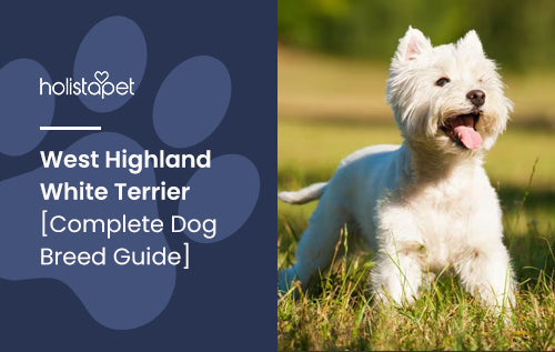 Your Guide to Finding the Perfect White Highland Terrier Puppy Your Guide to Finding the Perfect White Highland Terrier Puppy