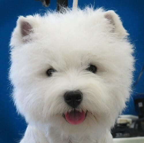 Your Guide to Finding the Perfect White Highland Terrier Puppy Your Guide to Finding the Perfect White Highland Terrier Puppy