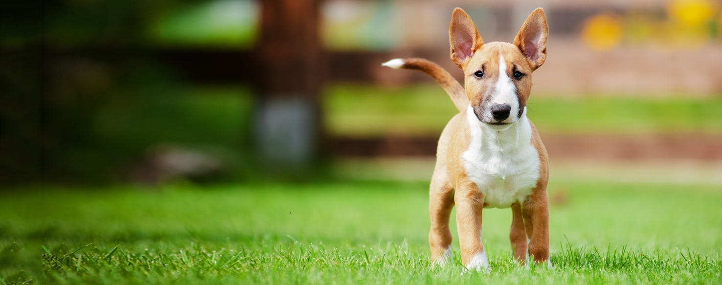 Unveiling the History of the Miniature Bull Terrier: From England to Your Home Unveiling the History of the Miniature Bull Terrier: From England to Your Home