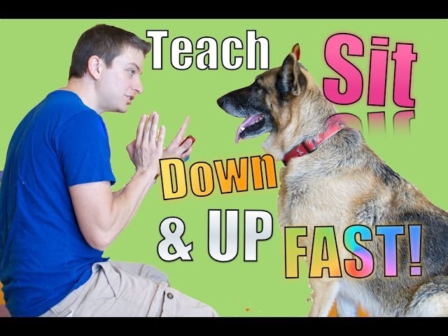 From Sit to Stand: Teaching Your Dog the Command Stance - Troubleshooting Challenges