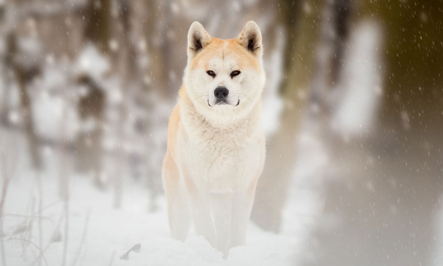 The Majestic White Akita: A Symbol of Loyalty and Strength The Majestic White Akita: A Symbol of Loyalty and Strength