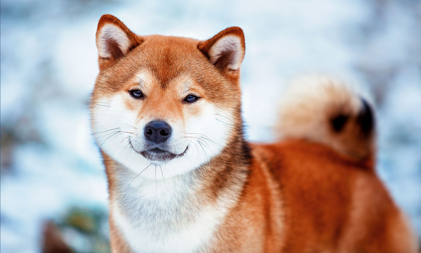 Discover the Shiba Inu: Japan's Oldest and Smallest Dog Breed Discover the Shiba Inu: Japan's Oldest and Smallest Dog Breed
