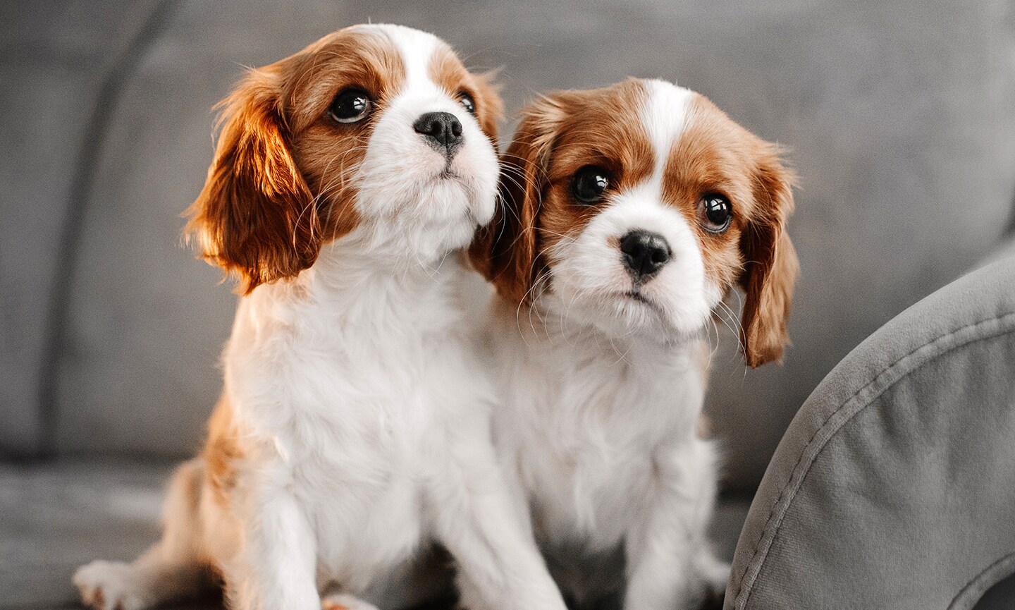 Your Ultimate Guide to Finding Cavalier King Charles Spaniel Puppies in Your Area - Choosing the Right Cavalier King Charles Spaniel Puppy