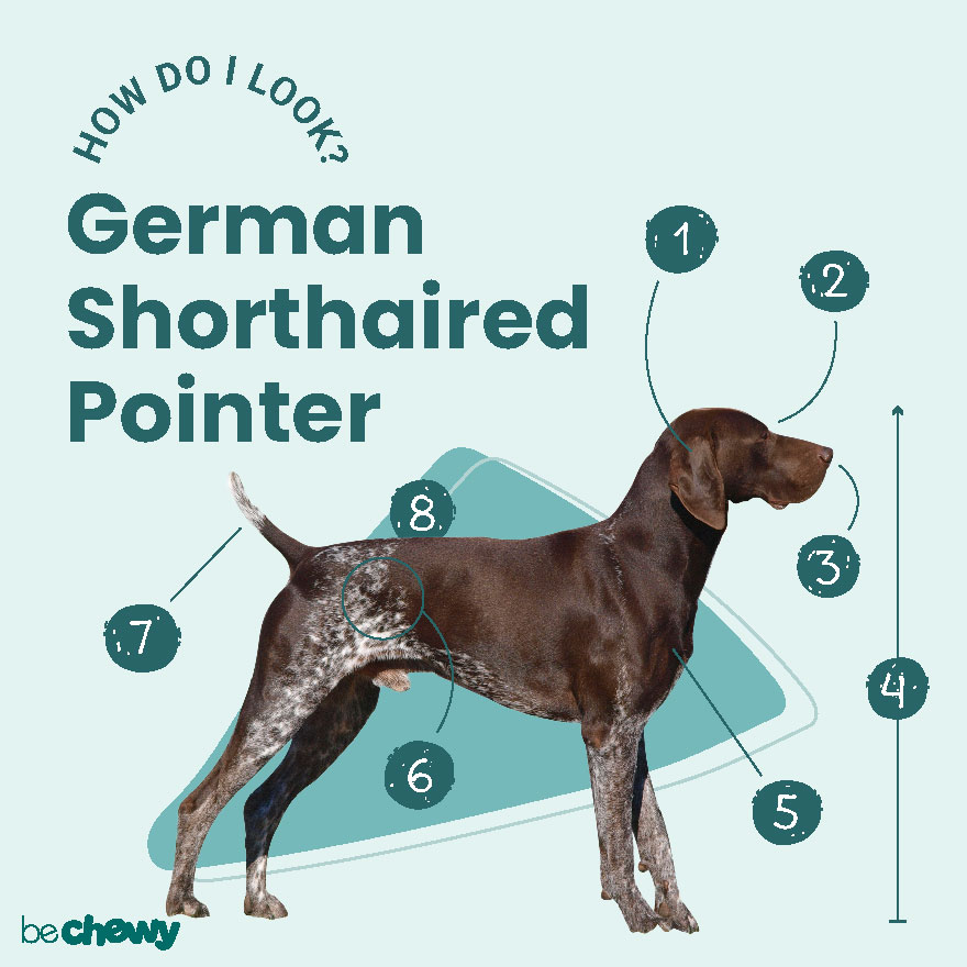 Your Guide to Finding the Perfect Shorthaired German Pointer Puppy Your Guide to Finding the Perfect Shorthaired German Pointer Puppy