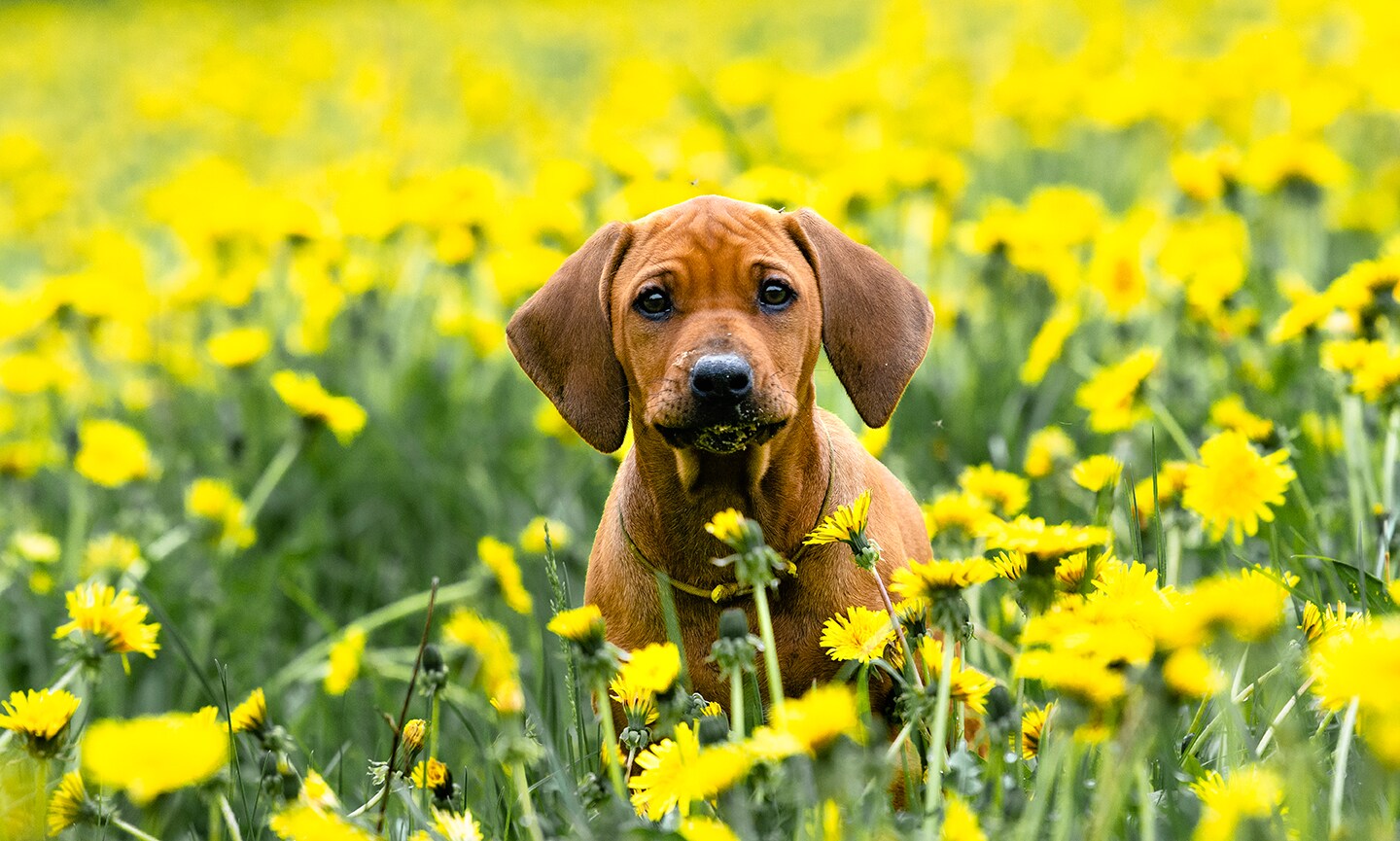 Your Ultimate Guide to Finding Rhodesian Ridgeback Puppies and Breeders Your Ultimate Guide to Finding Rhodesian Ridgeback Puppies and Breeders