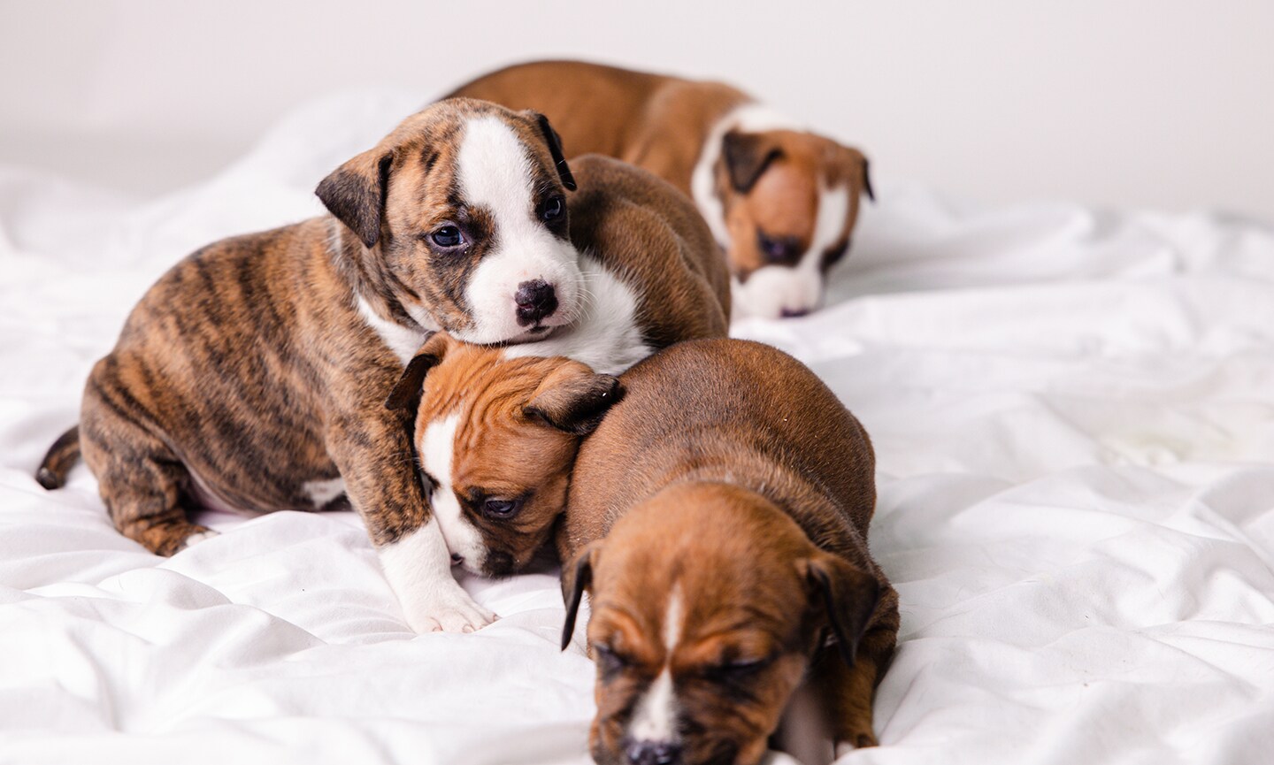 Top Tips for Finding Reputable American Bull Terrier Breeders Top Tips for Finding Reputable American Bull Terrier Breeders