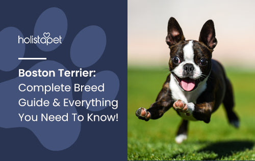 Your Guide to Finding Boston Terrier Puppies in the USA Your Guide to Finding Boston Terrier Puppies in the USA