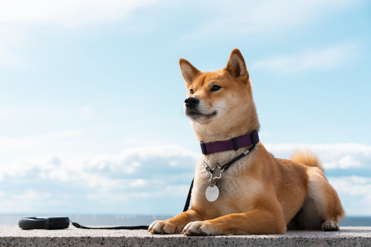 Discover the Shiba Inu: Japan's Oldest and Smallest Dog Breed Discover the Shiba Inu: Japan's Oldest and Smallest Dog Breed