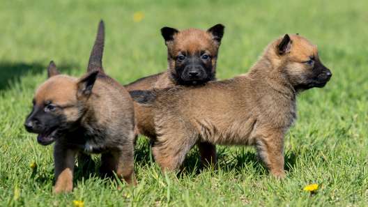 Discover the Energetic Charm of Pastor Belga Malinois Puppies for Sale! Discover the Energetic Charm of Pastor Belga Malinois Puppies for Sale!