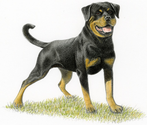 Unveiling the Yellow Cur: A Look into the Unique Traits of This Breed Unveiling the Yellow Cur: A Look into the Unique Traits of This Breed