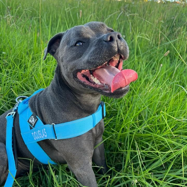 The Ultimate Guide to Finding the Perfect Blue Staffordshire Bull Terrier Puppy The Ultimate Guide to Finding the Perfect Blue Staffordshire Bull Terrier Puppy