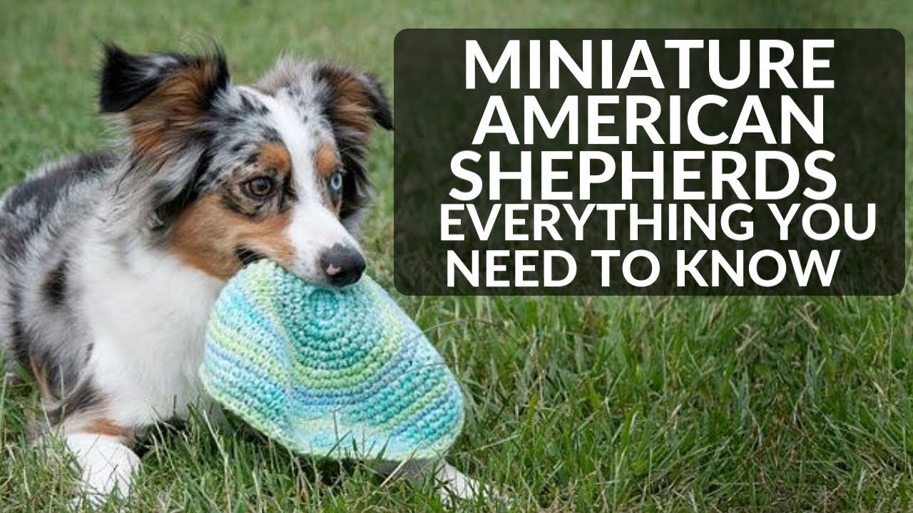 Unlocking the Charms of Miniature American Shepherds: A Complete Guide Unlocking the Charms of Miniature American Shepherds: A Complete Guide