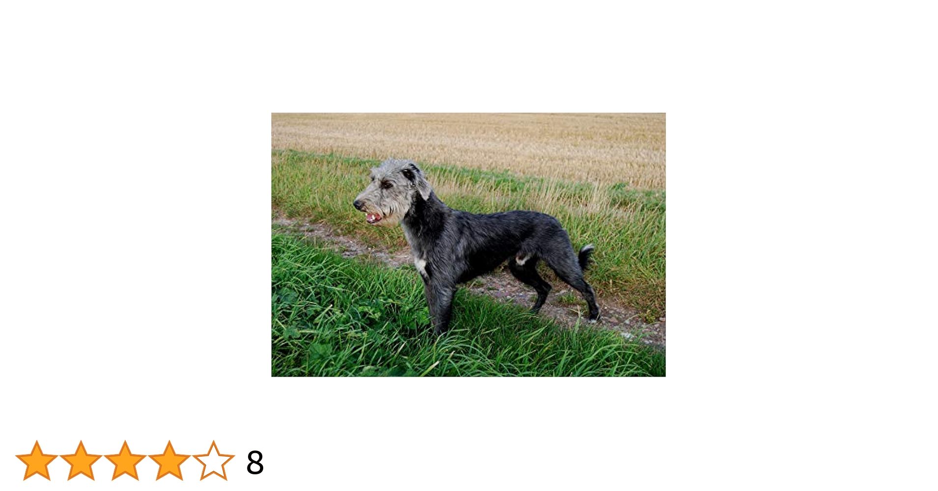 The Ultimate Guide to Bedlington Whippet Cross: Temperament, Health, and More! The Ultimate Guide to Bedlington Whippet Cross: Temperament, Health, and More!