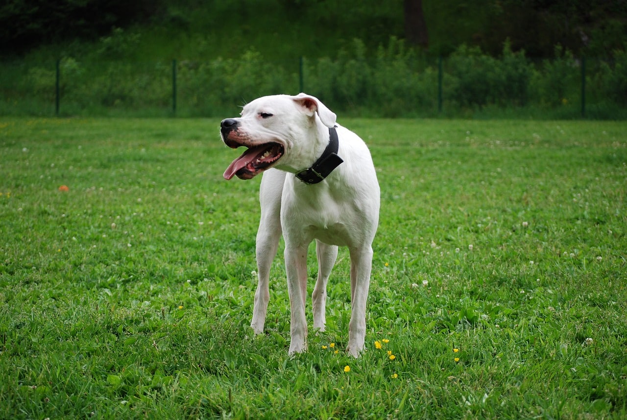 Unleashing the Power and Grace of the Majestic Dogo Argentino from Argentina - Physical Characteristics and Temperament