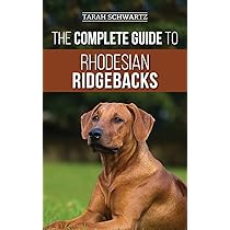 Your Ultimate Guide to Finding Rhodesian Ridgeback Puppies and Breeders Your Ultimate Guide to Finding Rhodesian Ridgeback Puppies and Breeders