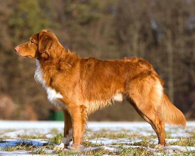 Unleashing the Nova Scotia Duck Tolling Retriever: The Eager and Affectionate Hunter Unleashing the Nova Scotia Duck Tolling Retriever: The Eager and Affectionate Hunter