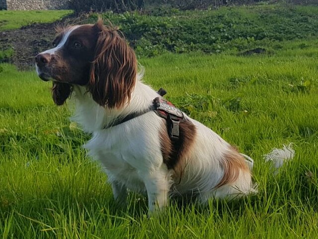 Unveiling the Enchanting World of the English Springer Spaniel Unveiling the Enchanting World of the English Springer Spaniel