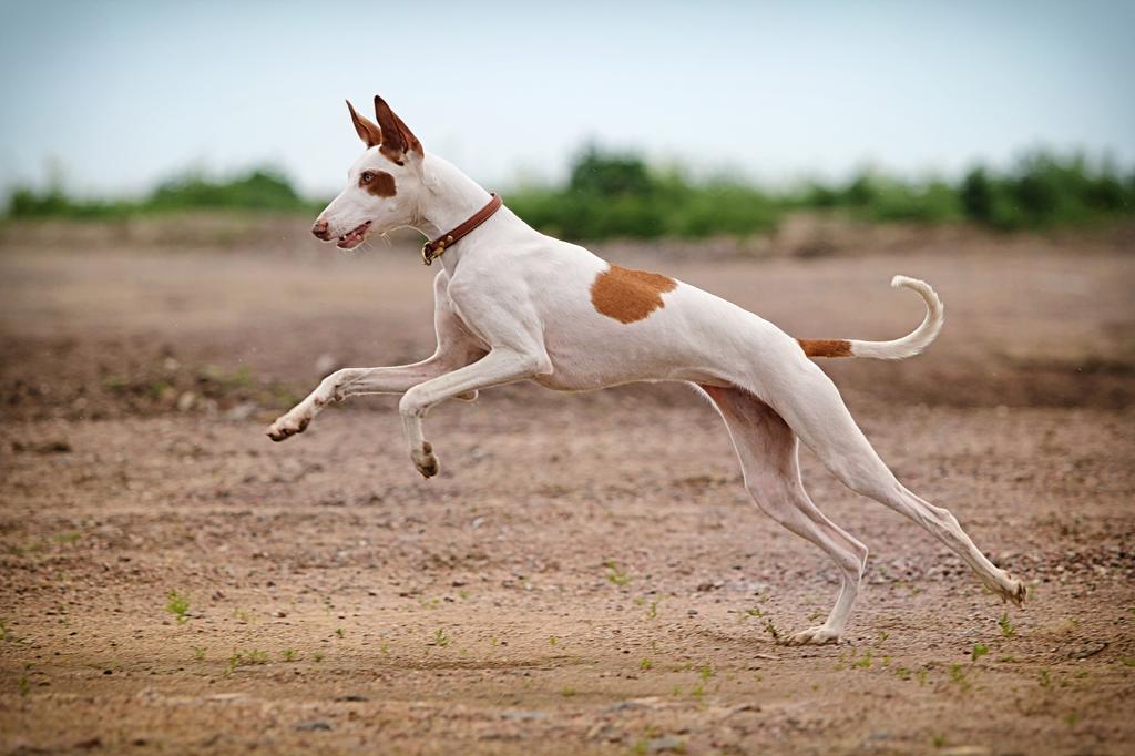 Unleashing the Elegance: Discovering the Ibizan Hound Breed Traits Unleashing the Elegance: Discovering the Ibizan Hound Breed Traits