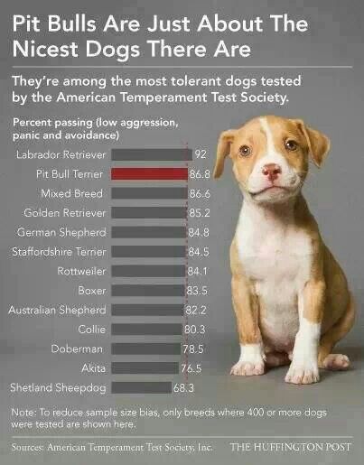 The American Pit Bull Terrier: Understanding Their Unique Traits and Temperament The American Pit Bull Terrier: Understanding Their Unique Traits and Temperament