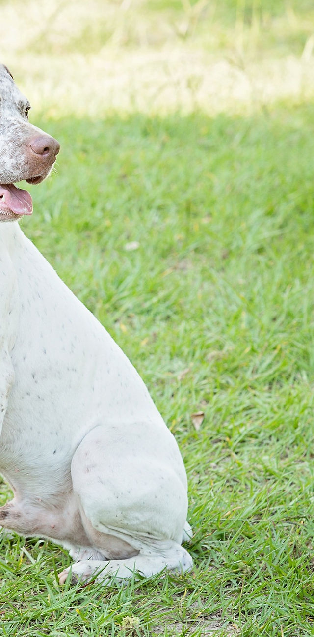 Top Tips for Finding Reputable American Bull Terrier Breeders Top Tips for Finding Reputable American Bull Terrier Breeders
