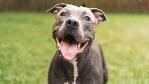 The American Pit Bull Terrier: Understanding Their Unique Traits and Temperament The American Pit Bull Terrier: Understanding Their Unique Traits and Temperament