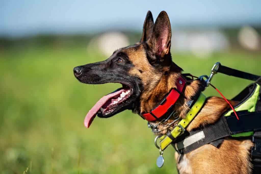 The Truth About Prong Collars: Do They Really Hurt Dogs? - Responsible Use of Prong Collars