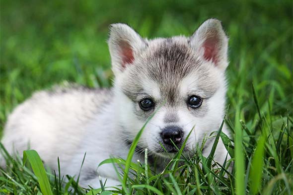 Unraveling the Mystique of the Alaskan Klee Kai Breed Unraveling the Mystique of the Alaskan Klee Kai Breed