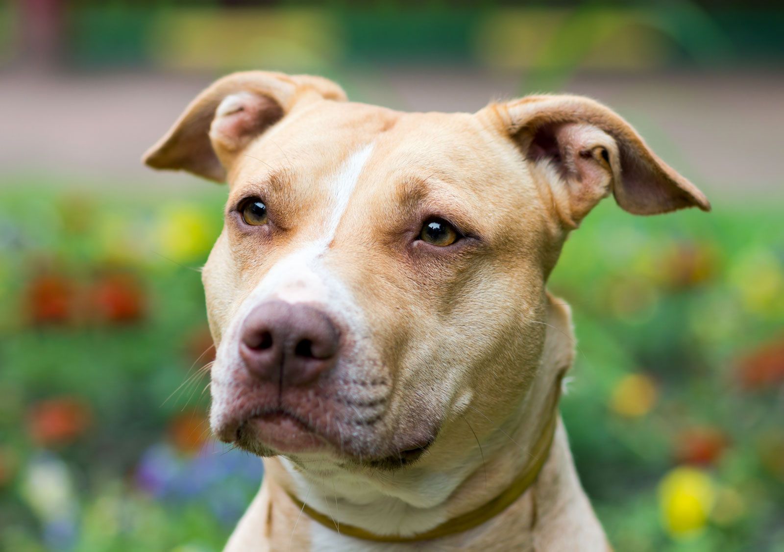 The American Pit Bull Terrier: Understanding Their Unique Traits and Temperament The American Pit Bull Terrier: Understanding Their Unique Traits and Temperament