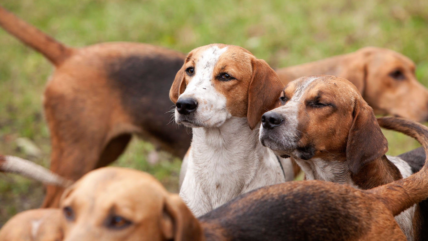 Unleashing the History and Character of the Harrier Hound Breed Unleashing the History and Character of the Harrier Hound Breed