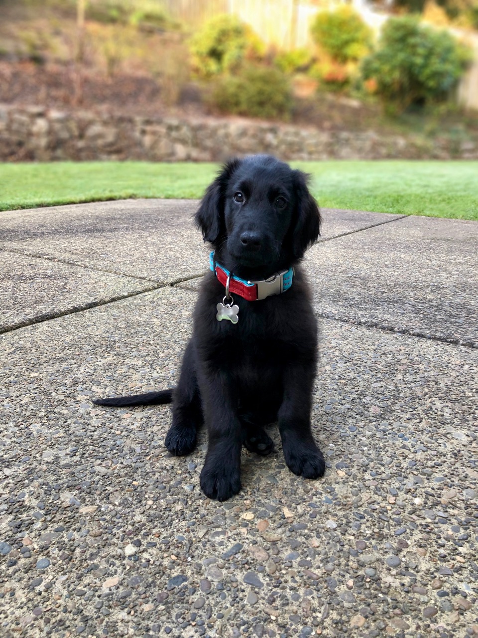 Discover the Endearing Charm of Flat-Haired Retriever Puppies