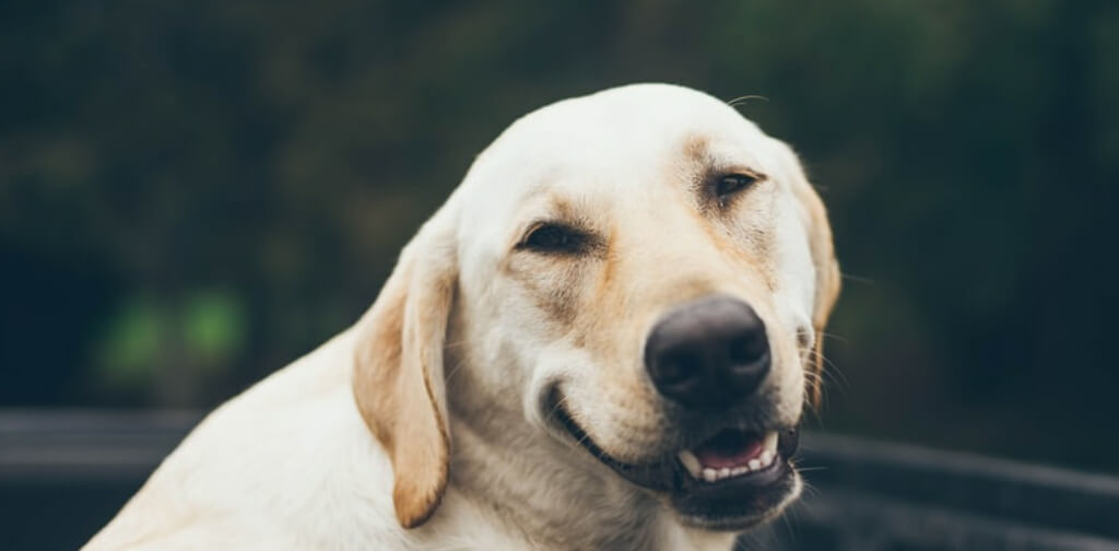 Can Your Dog Smile? Exploring the Delightful World of Canine Expressions - The Science Behind Dog Smiles