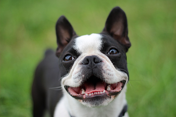 Your Guide to Finding Boston Terrier Puppies in the USA Your Guide to Finding Boston Terrier Puppies in the USA
