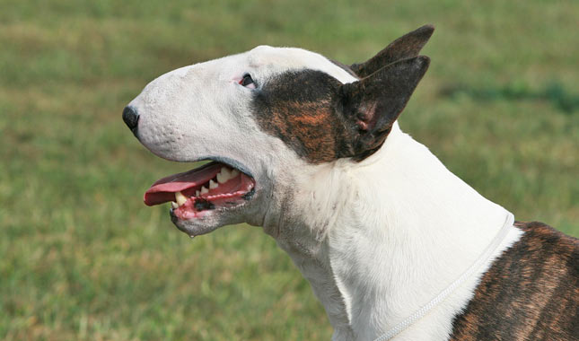 Top Tips for Finding Reputable American Bull Terrier Breeders Top Tips for Finding Reputable American Bull Terrier Breeders