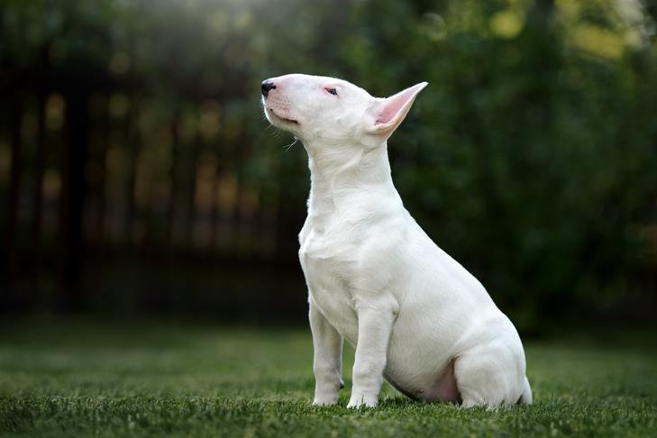 Top Tips for Finding Reputable American Bull Terrier Breeders Top Tips for Finding Reputable American Bull Terrier Breeders
