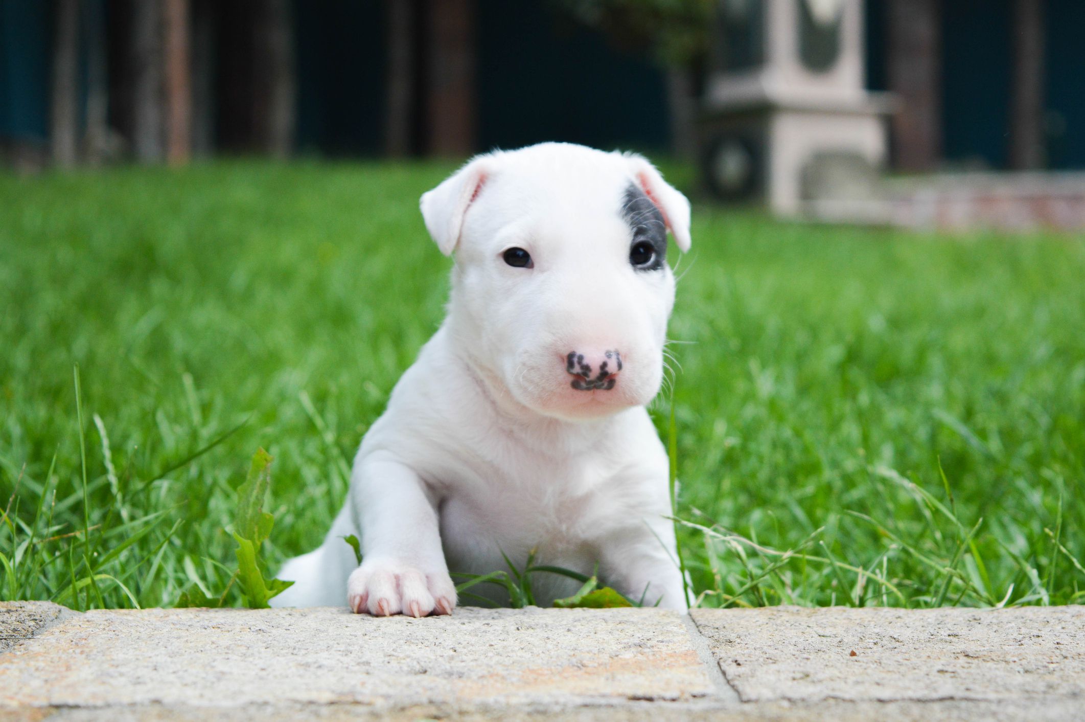 Top Tips for Finding Reputable American Bull Terrier Breeders Top Tips for Finding Reputable American Bull Terrier Breeders