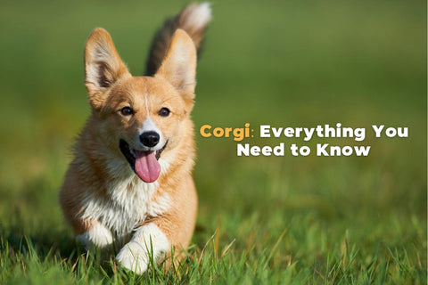 10 Fascinating Facts About Pembroke Welsh Corgis: Why They Make the Perfect Pet 10 Fascinating Facts About Pembroke Welsh Corgis: Why They Make the Perfect Pet