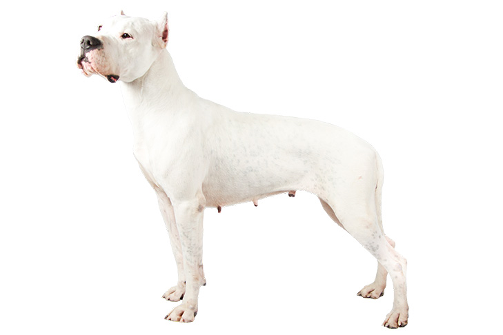 Unleashing the Power and Grace of the Majestic Dogo Argentino from Argentina