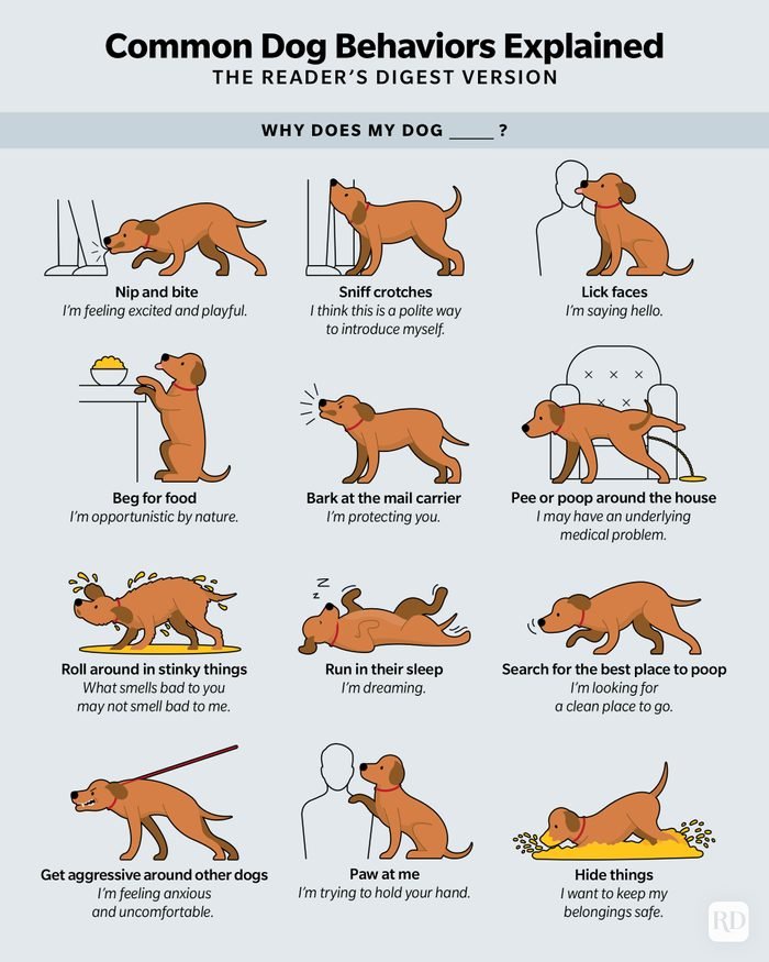 Understanding Dog Behavior: Why Dogs Don't Get Mad at Youv